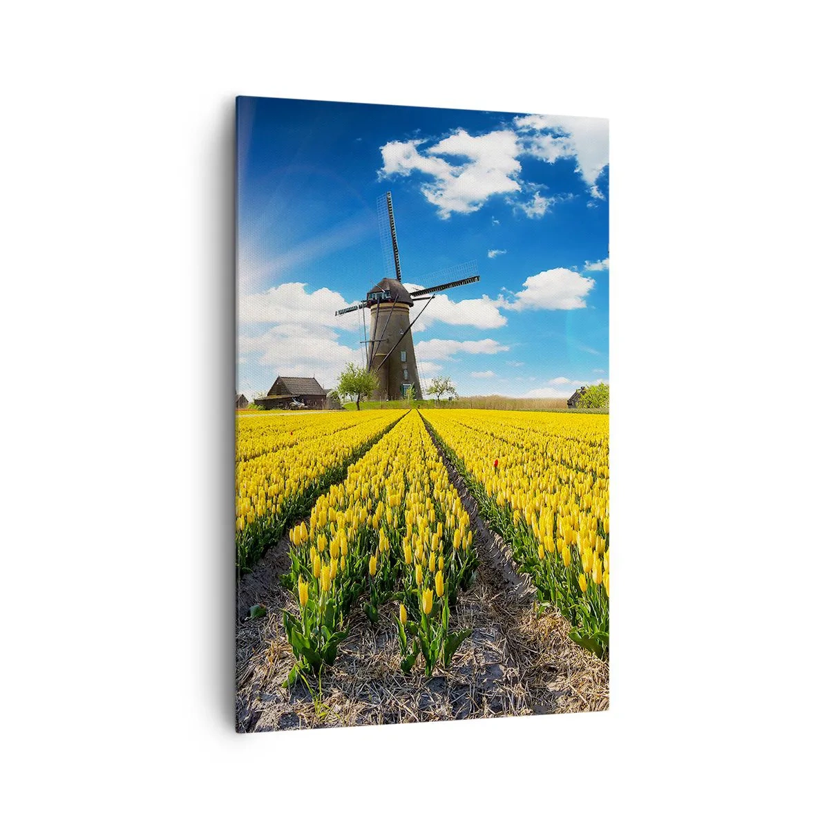 Obraz na plátne - Viac holandský nemôže byť - 80x120 cm