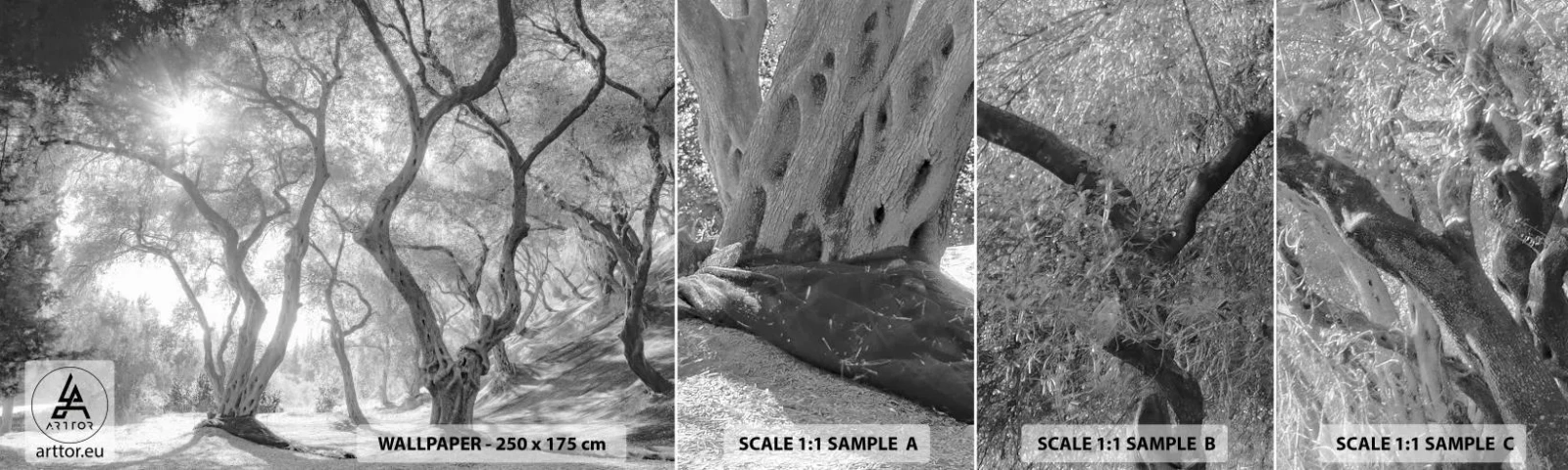 Vzorka samolepiacej fototapety Deluxe Sticker - V olivovom háji - les, Zima, Stromy - 100x30 cm