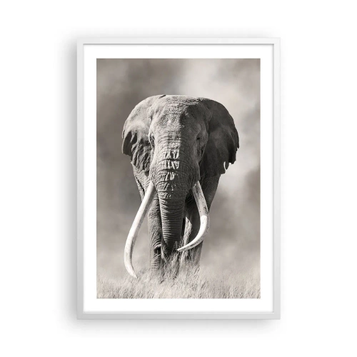 Plagát v bielom ráme - Africký patriarcha - 50x70 cm