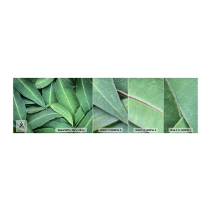 Vzorka fototapety Premium Canvas - Šťavnaté a svieže - Listy, Eukalyptus, Príroda - 100x30 cm