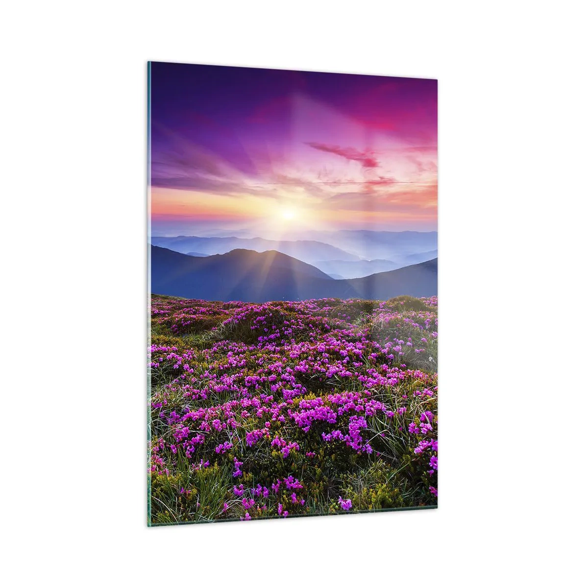 Obraz na skle - Zavoňali svieže púčiky byliniek z obilných polí - 50x70 cm