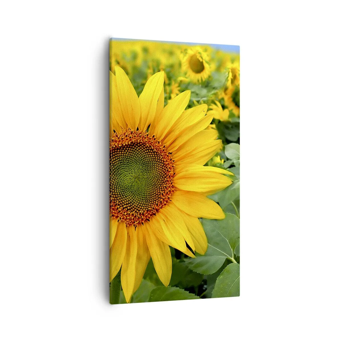 Obraz na plátne - Zahoreli stovky sĺnk - 55x100 cm