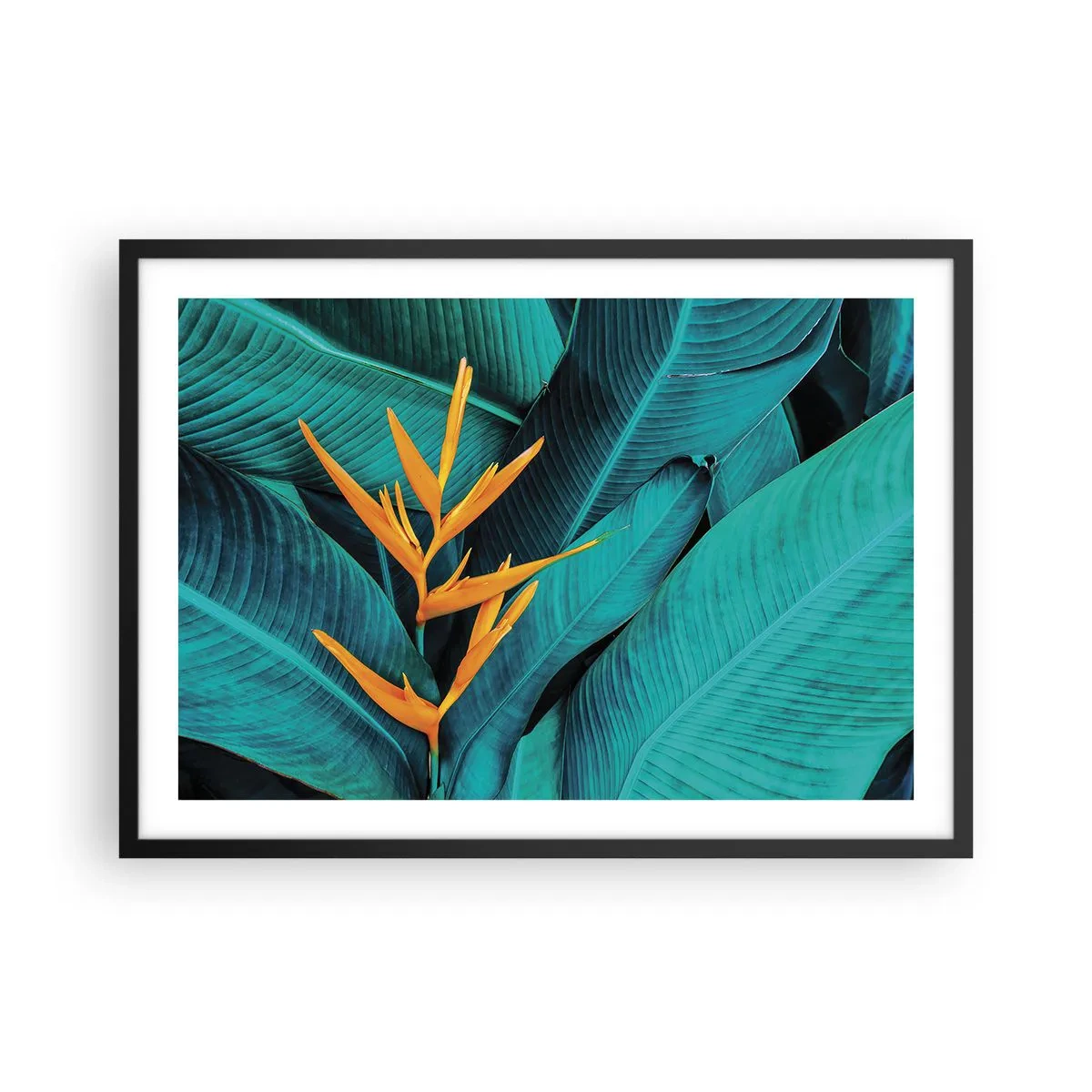 Plagát v čiernom ráme - Rajský kvet - 70x50 cm