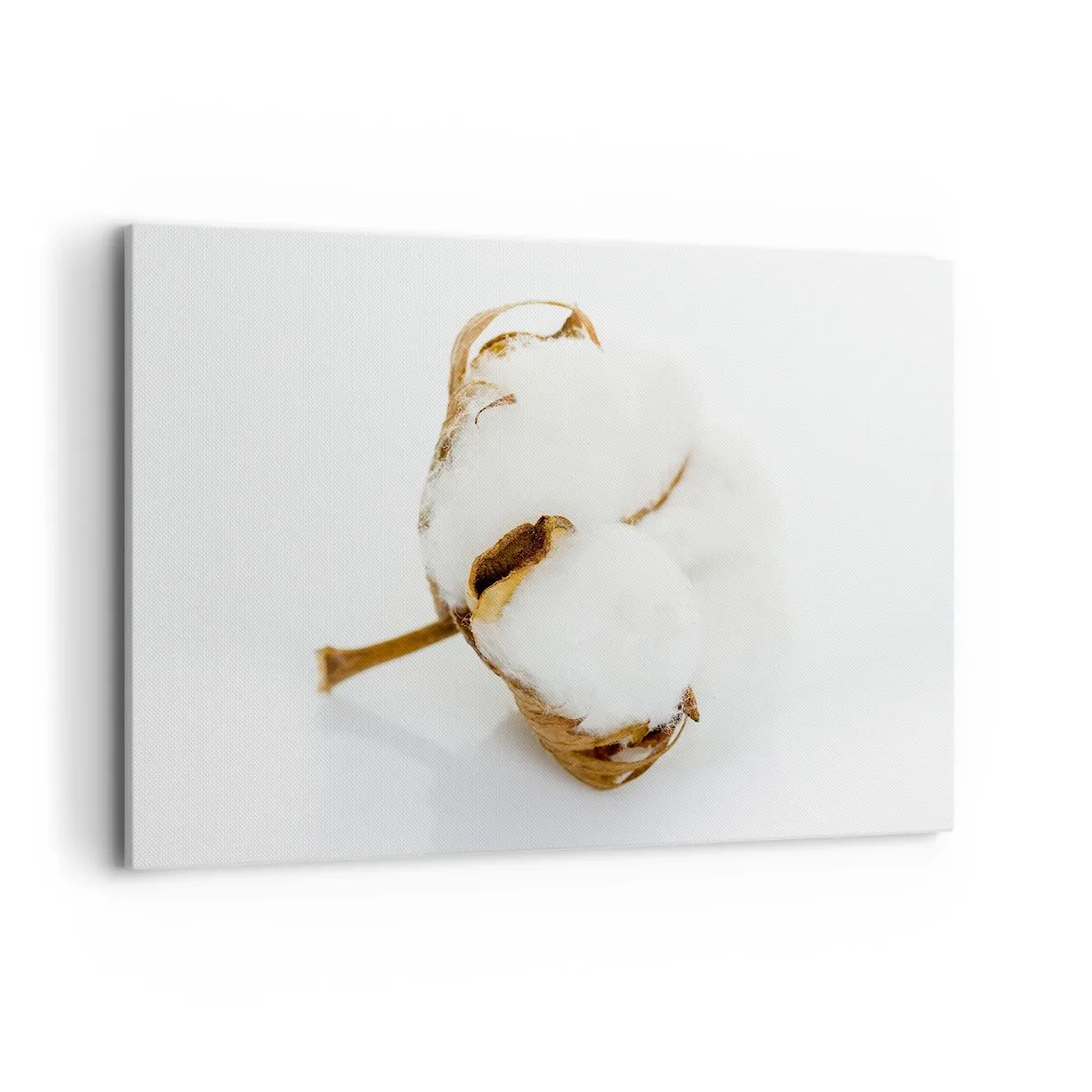 Obraz na plátne - Mäkká od prírody - 100x70 cm