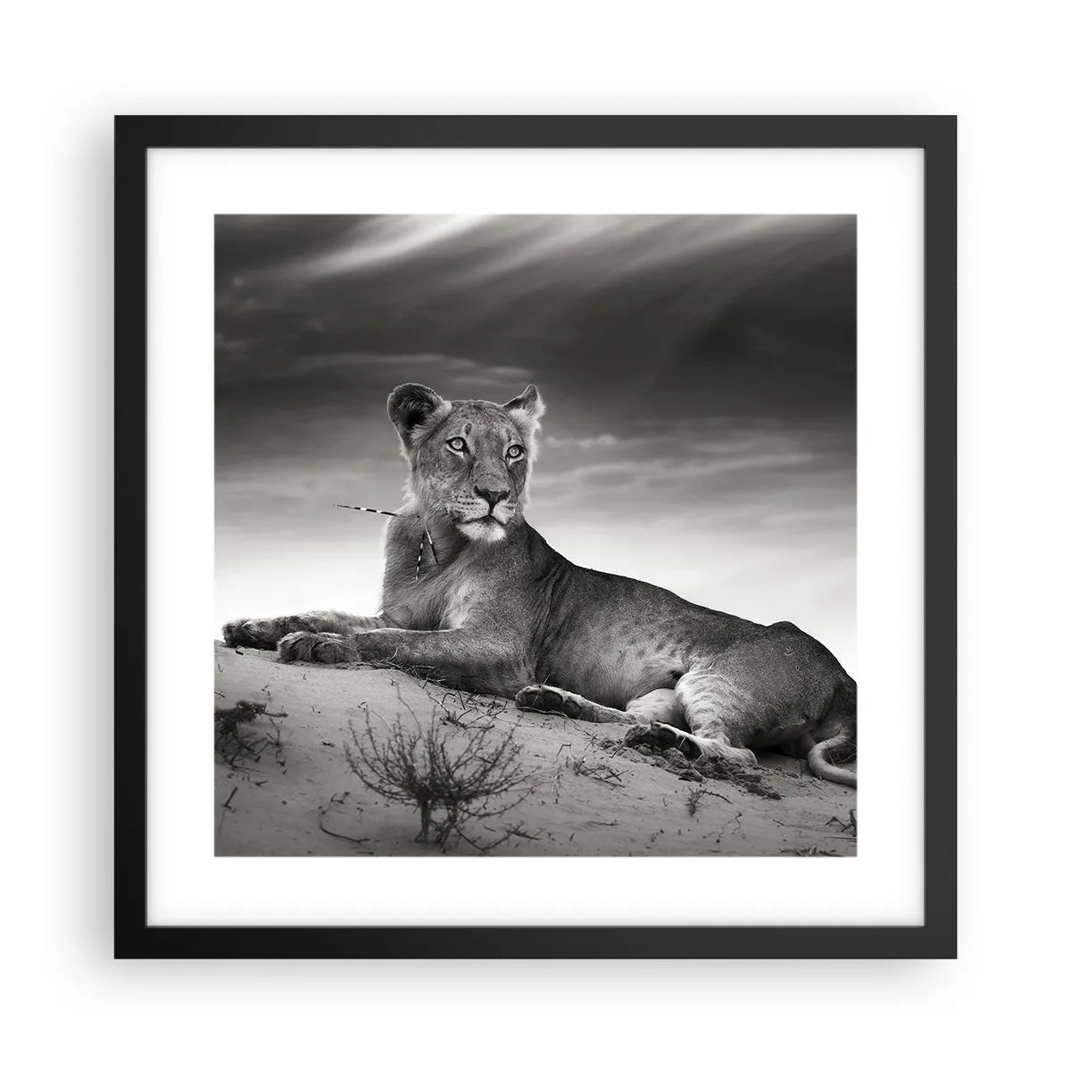 Plagát v čiernom ráme - Odpočinok kráľovnej púšte - 40x40 cm