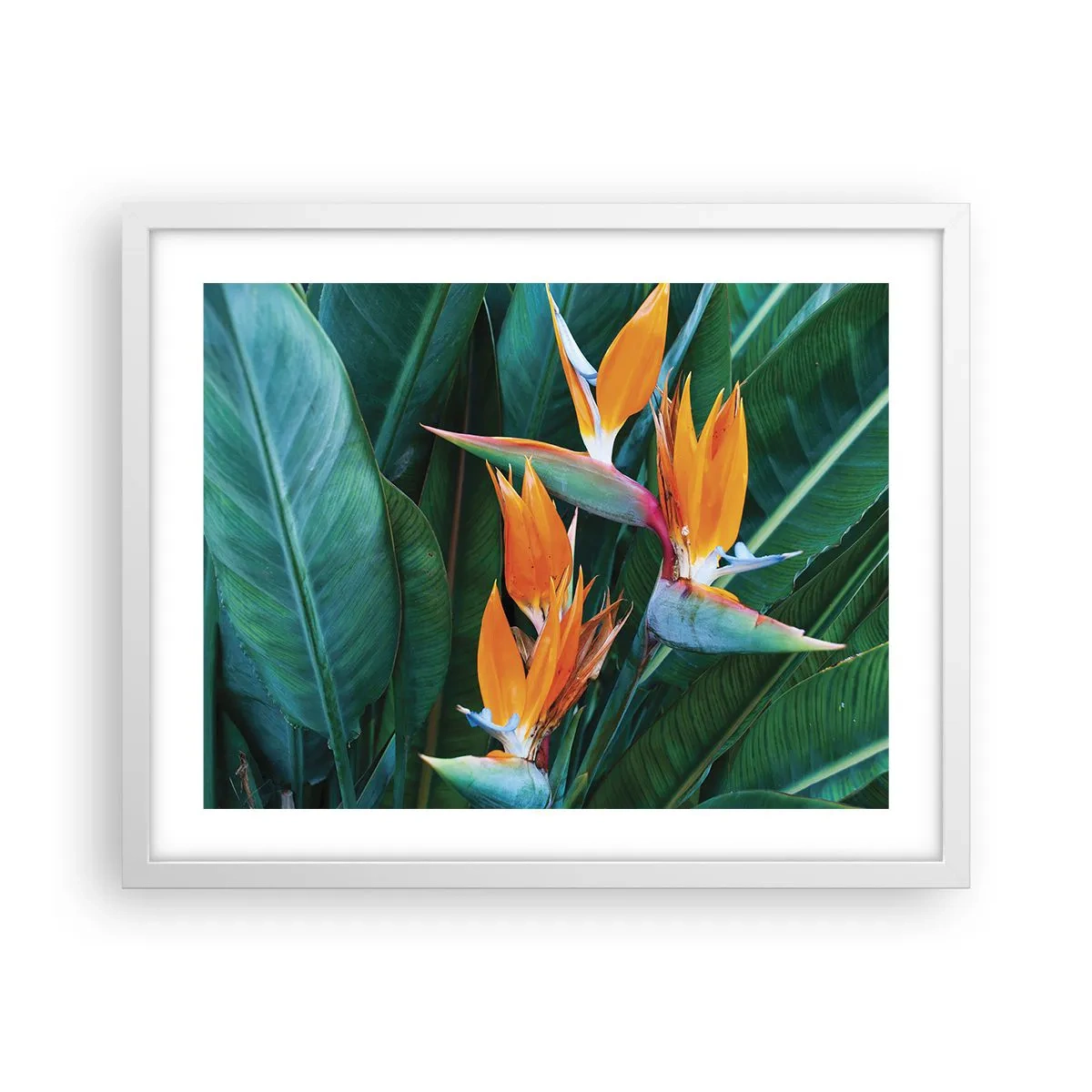 Plagát v bielom ráme - Je to kvetina, alebo vták? - 50x40 cm