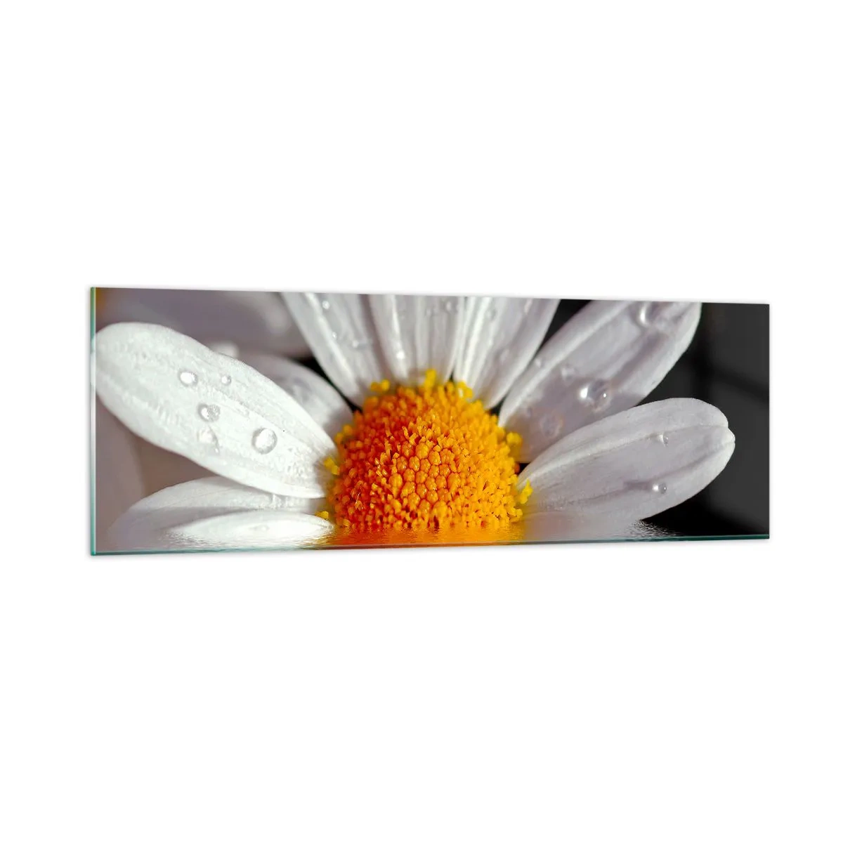 Obraz na skle - Vychádzajúce slnko sedmokrásky - 90x30 cm