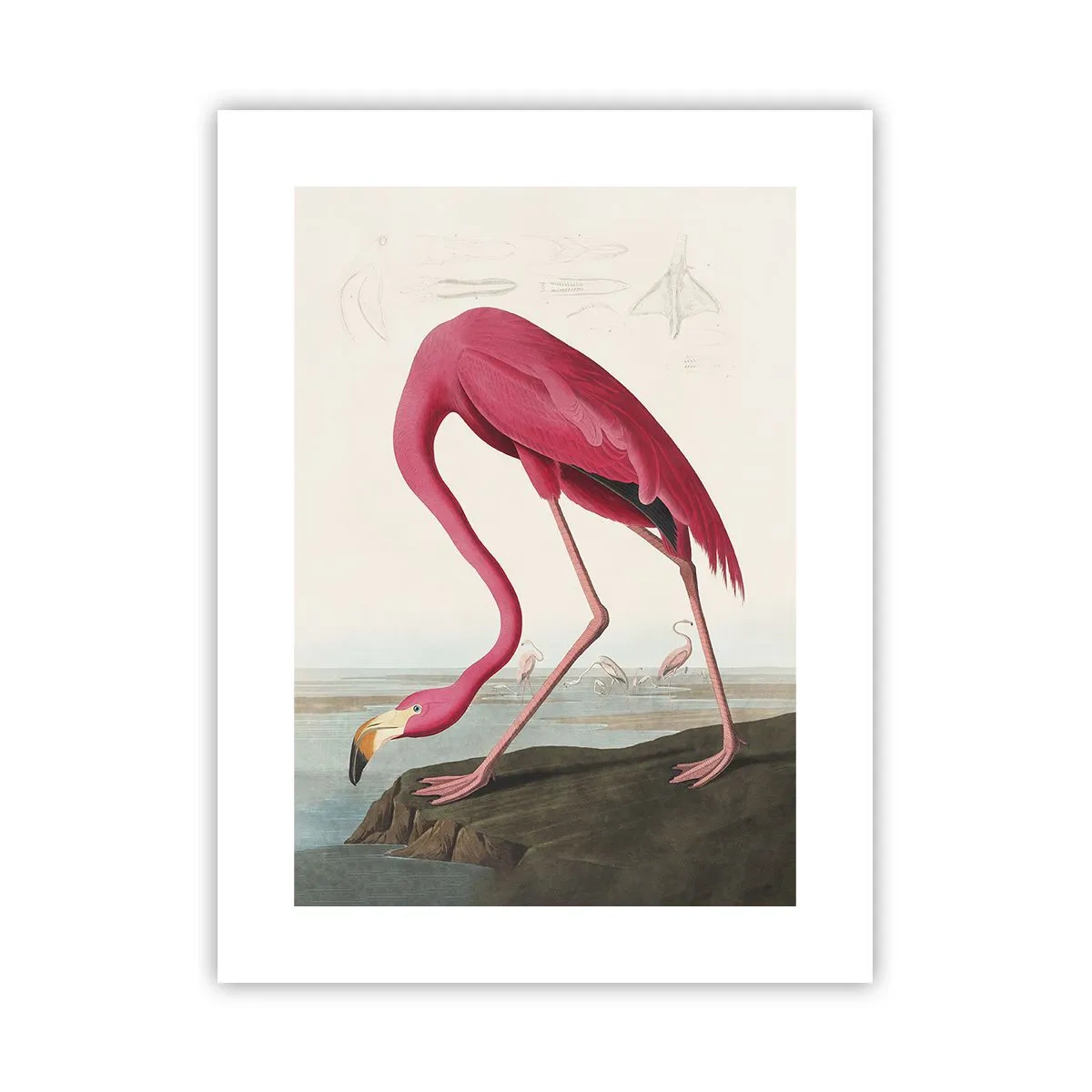 Plagát - Úžasná tvora - 30x40 cm