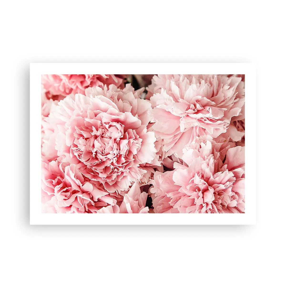 Plagát - Ružový sen - 70x50 cm