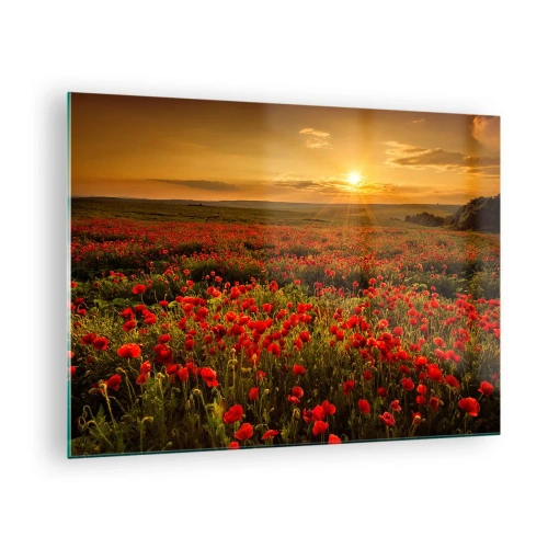 Obraz na skle - Makové pole osvetlené lúčmi zapadajúceho slnka - 70x50cm - Medzi vlnami šumiacich lúk, medzi záplavou kvetov - Moderná nástenná dekorácia do obývacej izby a spálne ARTTOR