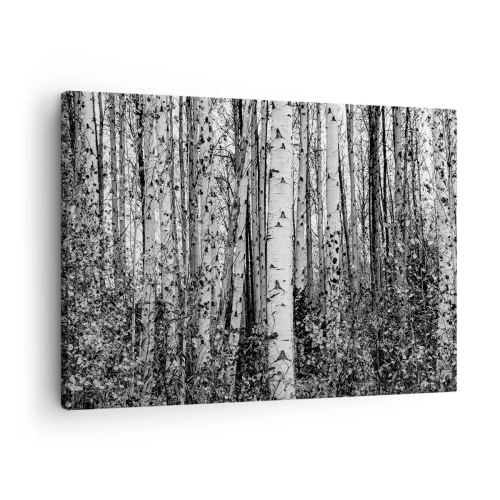 Obraz na plátne - Čierne a biele brezy v lese - 70x50cm - Brezová kolonáda - Moderná nástenná dekorácia do obývacej izby a spálne ARTTOR