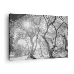 Obraz na plátne - Čiernobiely pohľad na stromy v olivovom háji so slnečnými lúčmi - 70x50cm - V olivovom háji - Moderná nástenná dekorácia do obývacej izby a spálne ARTTOR