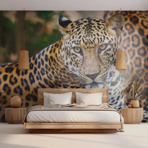 Fototapeta Standard Eco - Divoký a pokojný - Zvieratá, leopard, Afriky - 200x140 cm