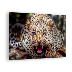 Obraz na skle - Divoký modrooký leopard vo voľnej prírode - 70x50cm - Zlosť kráse neškodí - Moderná nástenná dekorácia do obývacej izby a spálne ARTTOR