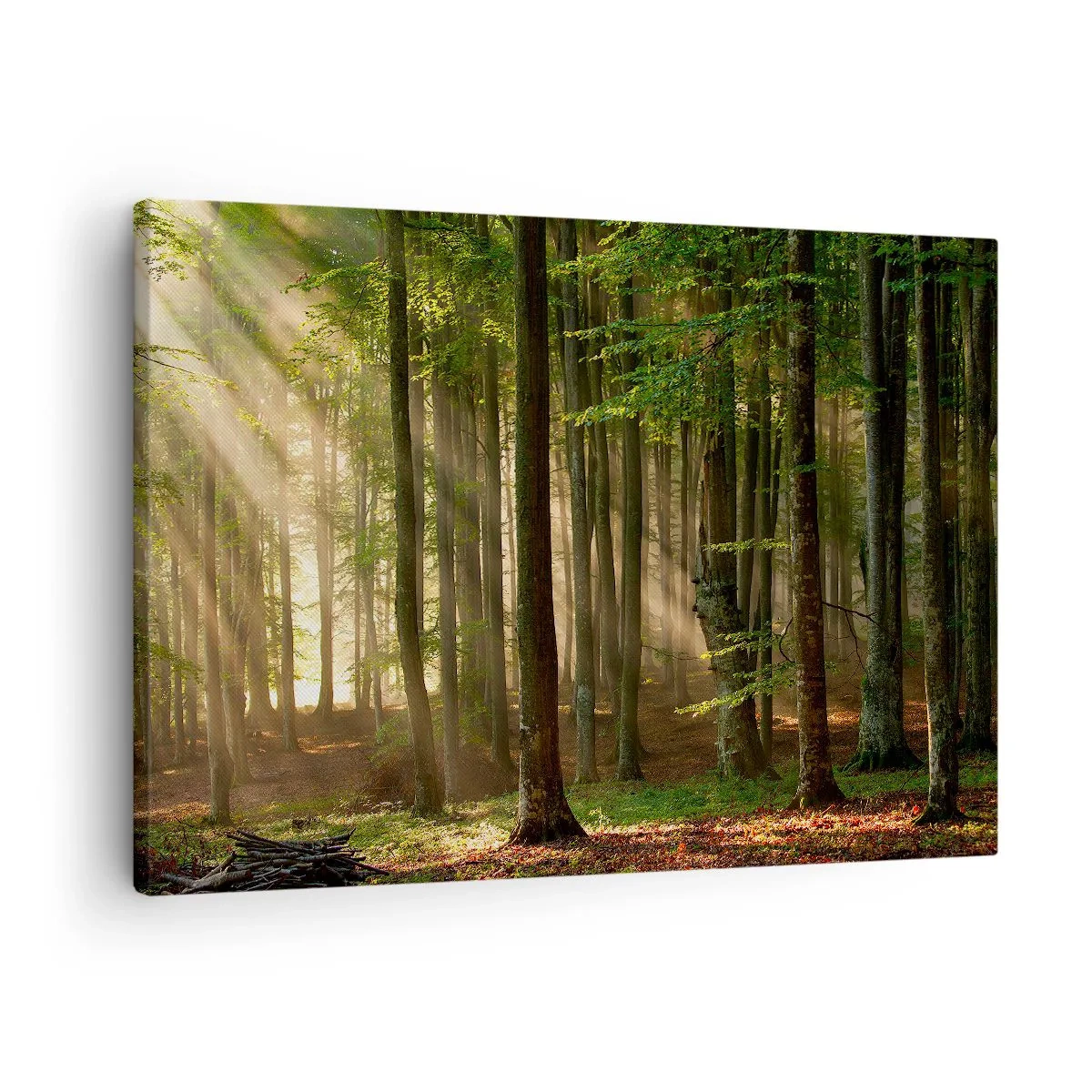 Obraz na plátne - Slnečné lúče prenikajúce cez stromy v lese - 70x50cm - Rozžiarený v jarnom ráne - Moderná nástenná dekorácia do obývacej izby a spálne ARTTOR