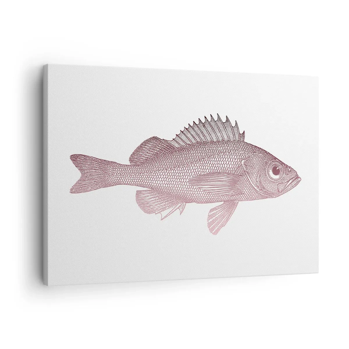 Obraz na plátne - Detailná ilustrácia ryby na bielom pozadí - 70x50cm - Ryba s veľkými očami - Moderná nástenná dekorácia do obývacej izby a spálne ARTTOR