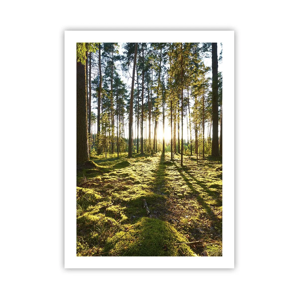 Plagát - …Za siedmimi lesmi - 50x70 cm