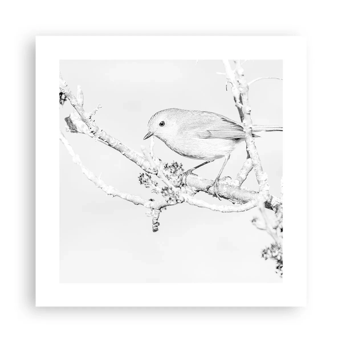 Plagát - Zimné ráno - 40x40 cm