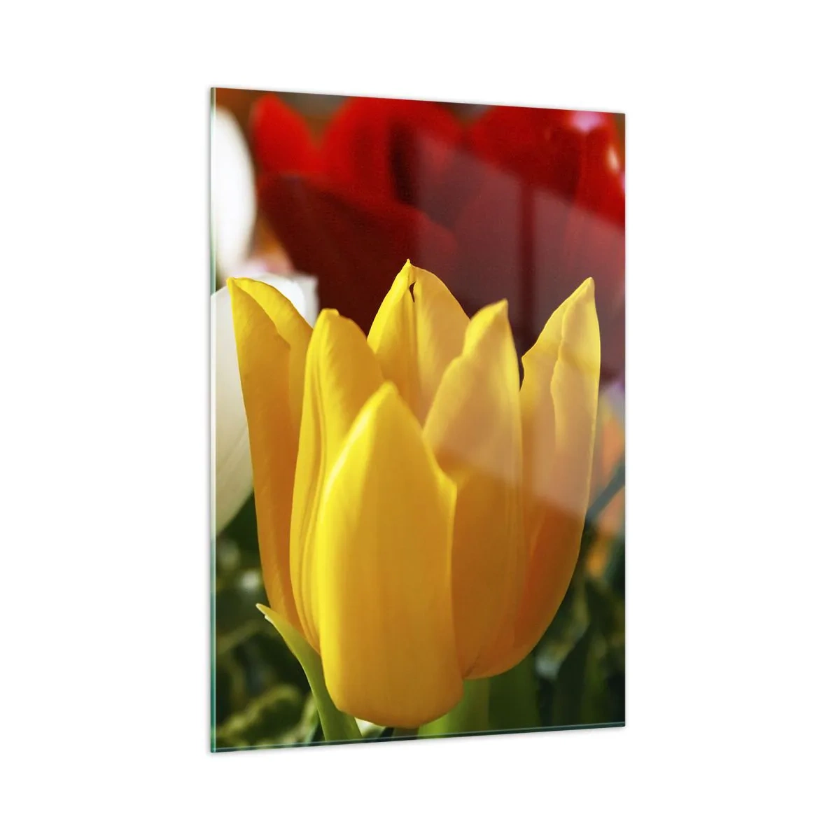 Obraz na skle - Tulipánová horúčka - 50x70 cm