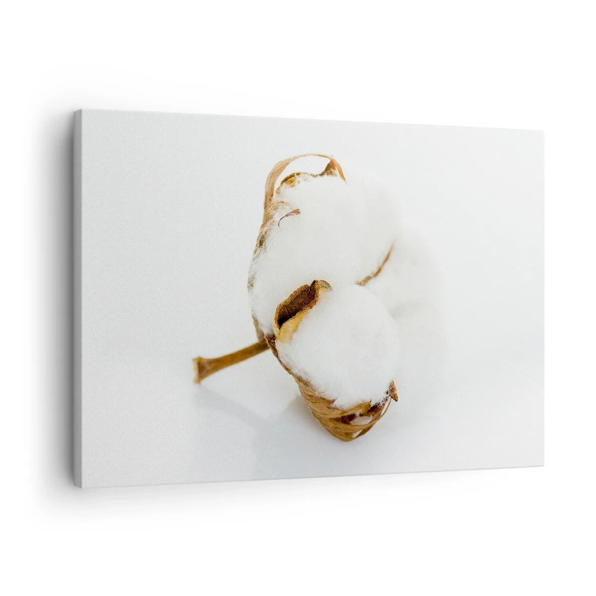 Obraz na plátne - Vetvička bavlny na svetlom pozadí v minimalistickom štýle - 70x50cm - Mäkká od prírody - Moderná nástenná dekorácia do obývacej izby a spálne ARTTOR