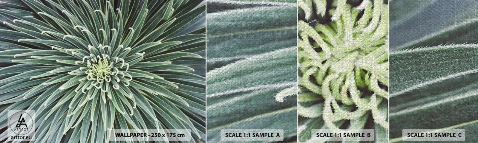 Vzorka fototapety Premium Canvas - Zrodenie hviezdy - Kvet agáve, Agáve, Kvety - 100x30 cm