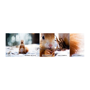 Vzorka samolepiacej fototapety Deluxe Sticker - Čo sa tak pozeráš? - Zvieratá, Veverička, Zima - 100x30 cm