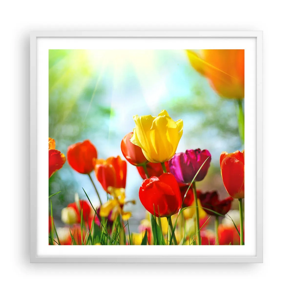 Plagát v bielom ráme - Všetky farby slnka - 60x60 cm
