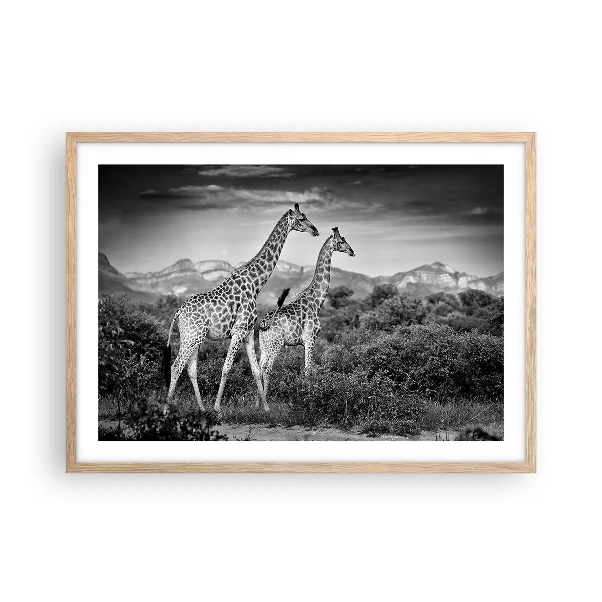 Plagát v ráme zo svetlého duba - Vyššie kruhy v Afrike - 70x50 cm