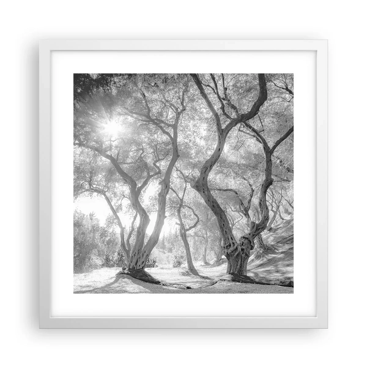 Plagát v bielom ráme - V olivovom háji - 40x40 cm