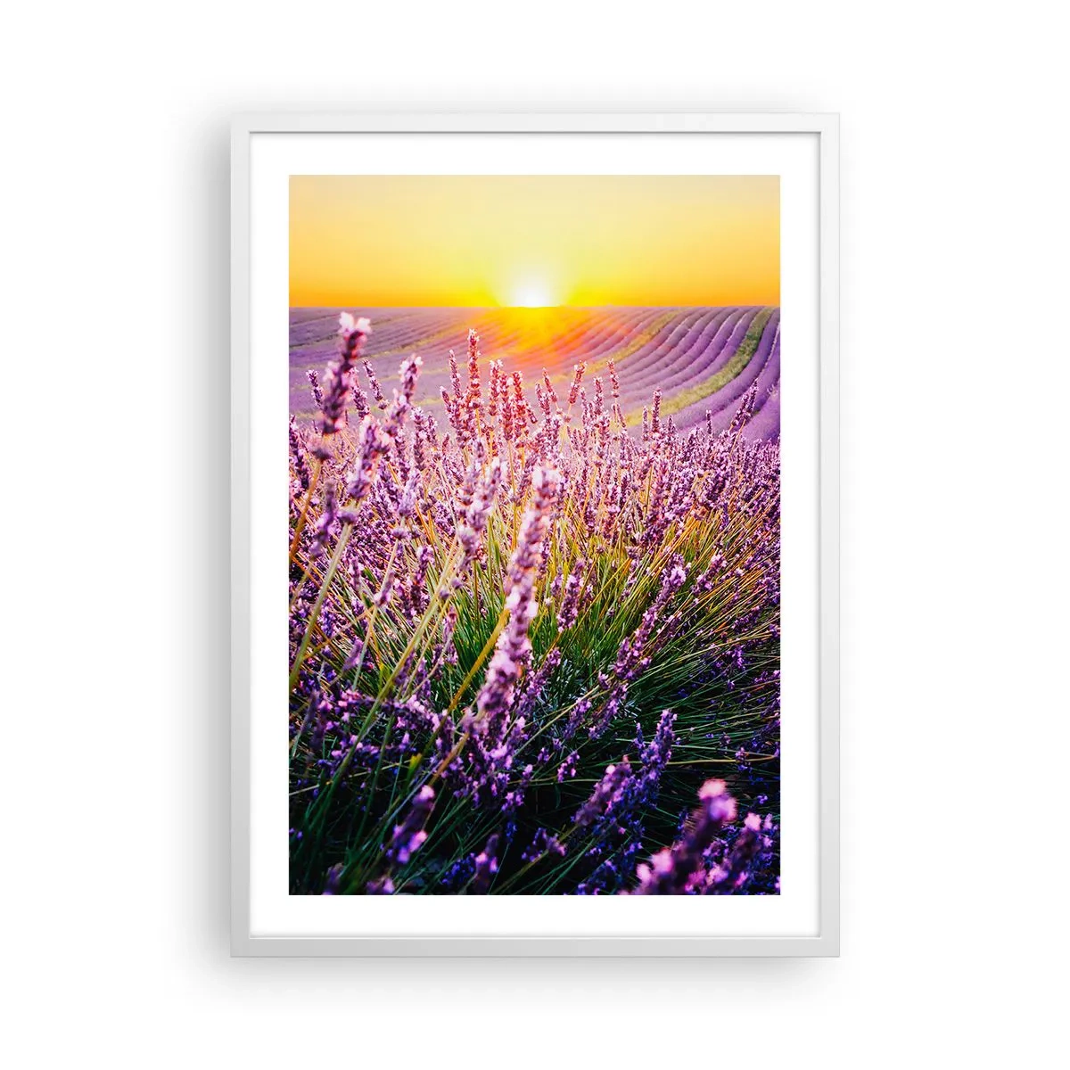 Plagát v bielom ráme - Voňavý lán - 50x70 cm