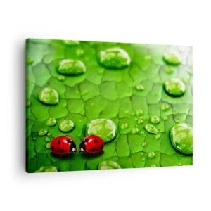 Obraz na plátne - Dve lienky na liste s kvapkami vody v makrofotografii - 70x50cm - Stretnutie v zeleni - Moderná nástenná dekorácia do obývacej izby a spálne ARTTOR