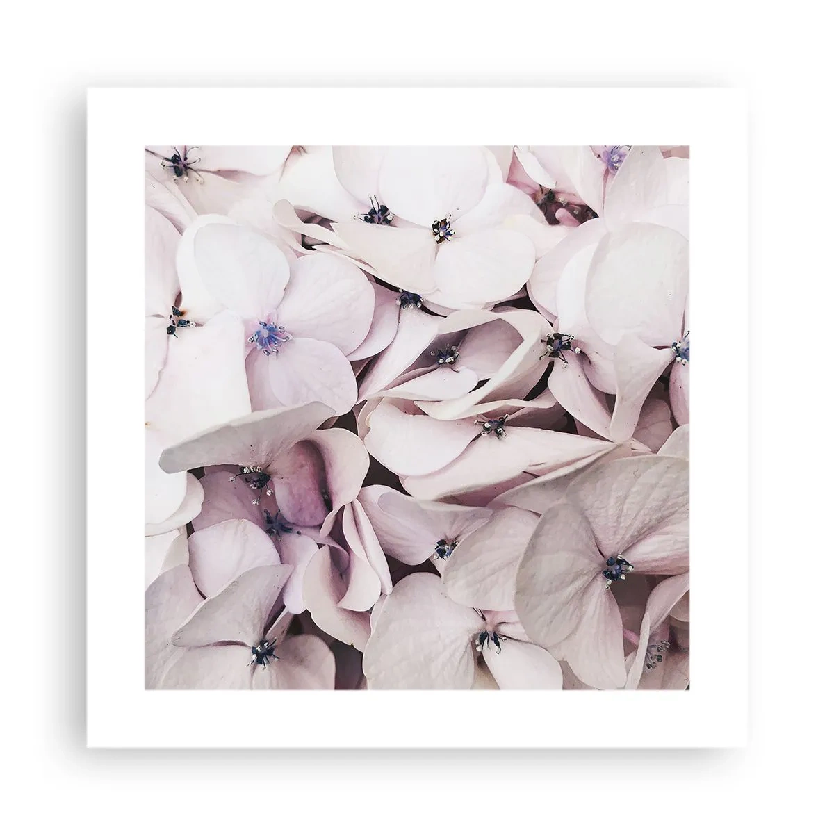 Plagát - V záplave kvetov - 40x40 cm