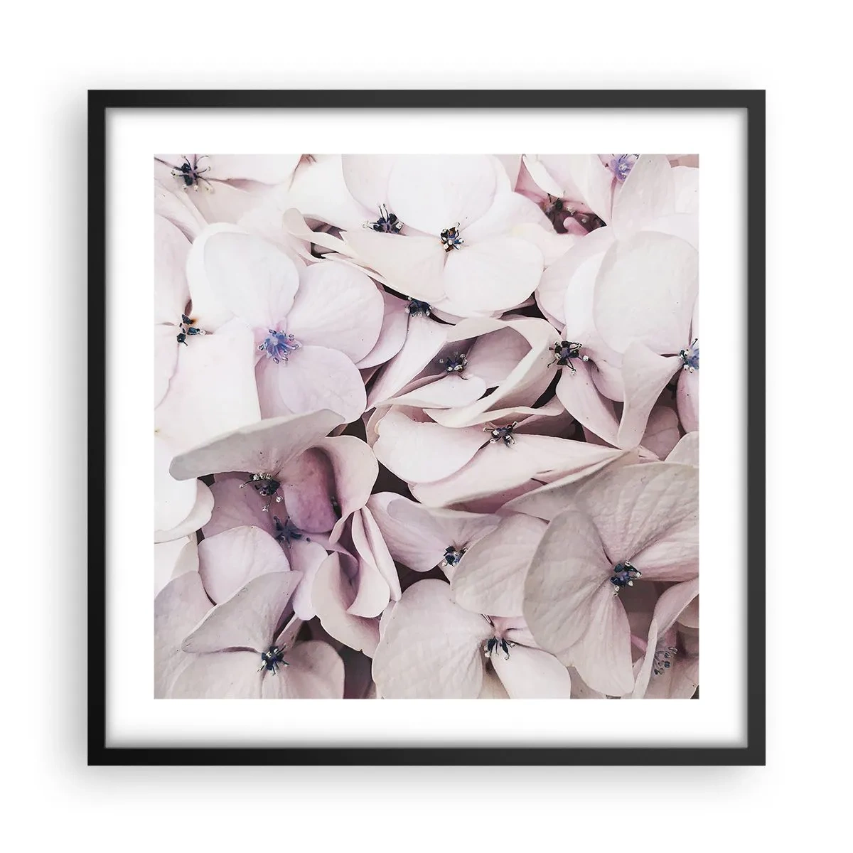Plagát v čiernom ráme - V záplave kvetov - 50x50 cm