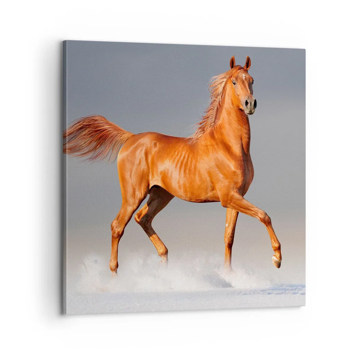 Obraz na plátne - Tancujúca elegancia - 60x60 cm