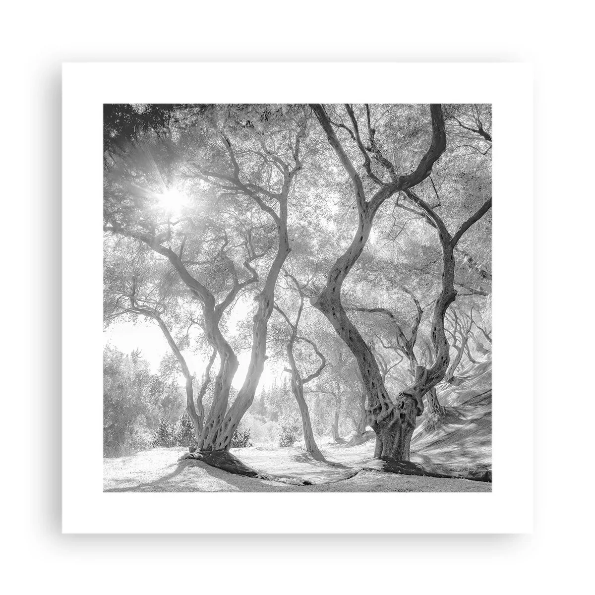 Plagát - V olivovom háji - 40x40 cm