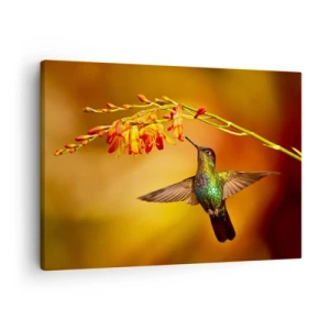 Obraz na plátne - Kolibrík pri kvete v teplom svetle - 70x50cm - Posol svetla podľa Májov - Moderná nástenná dekorácia do obývacej izby a spálne ARTTOR