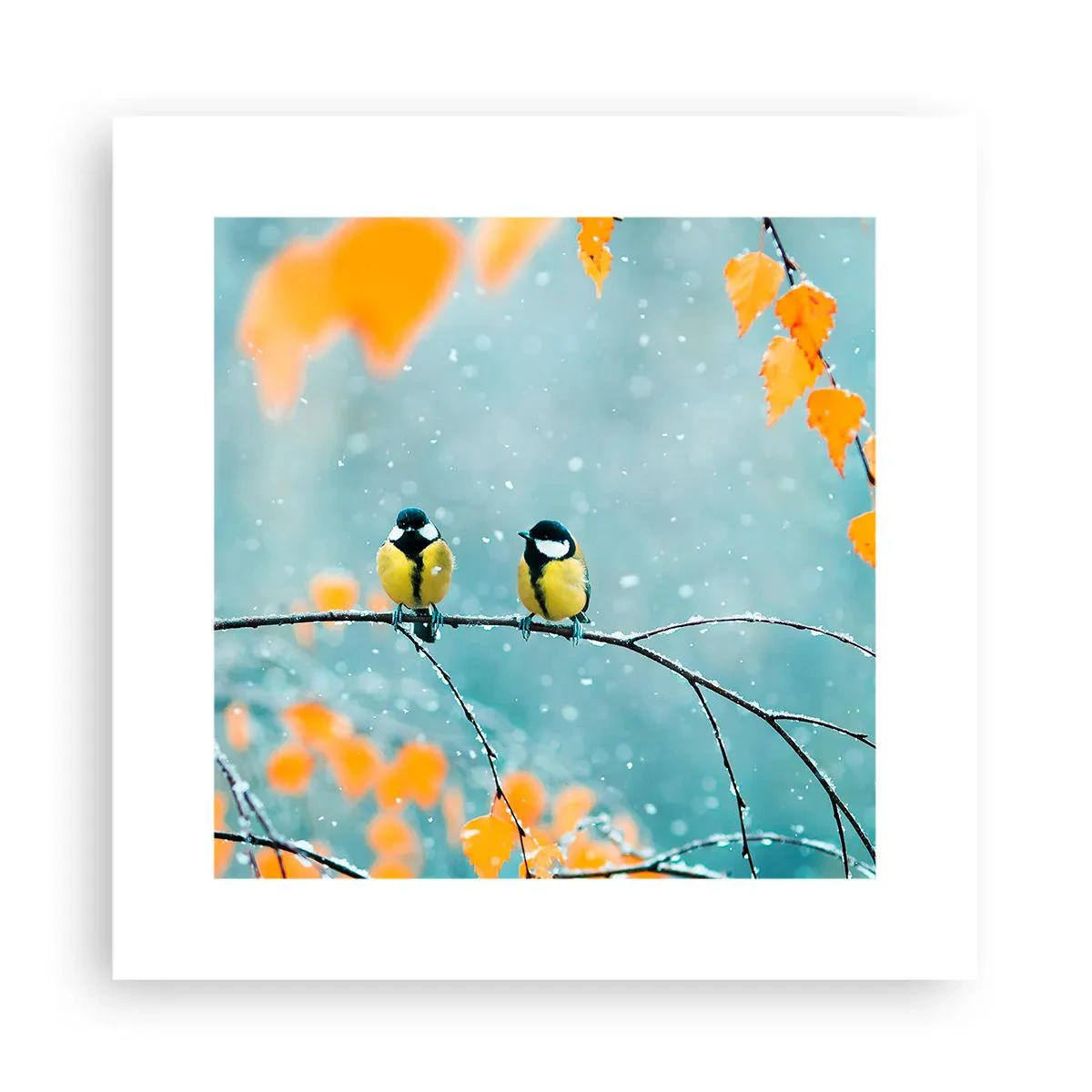 Plagát - Vtáčie klebety - 30x30 cm