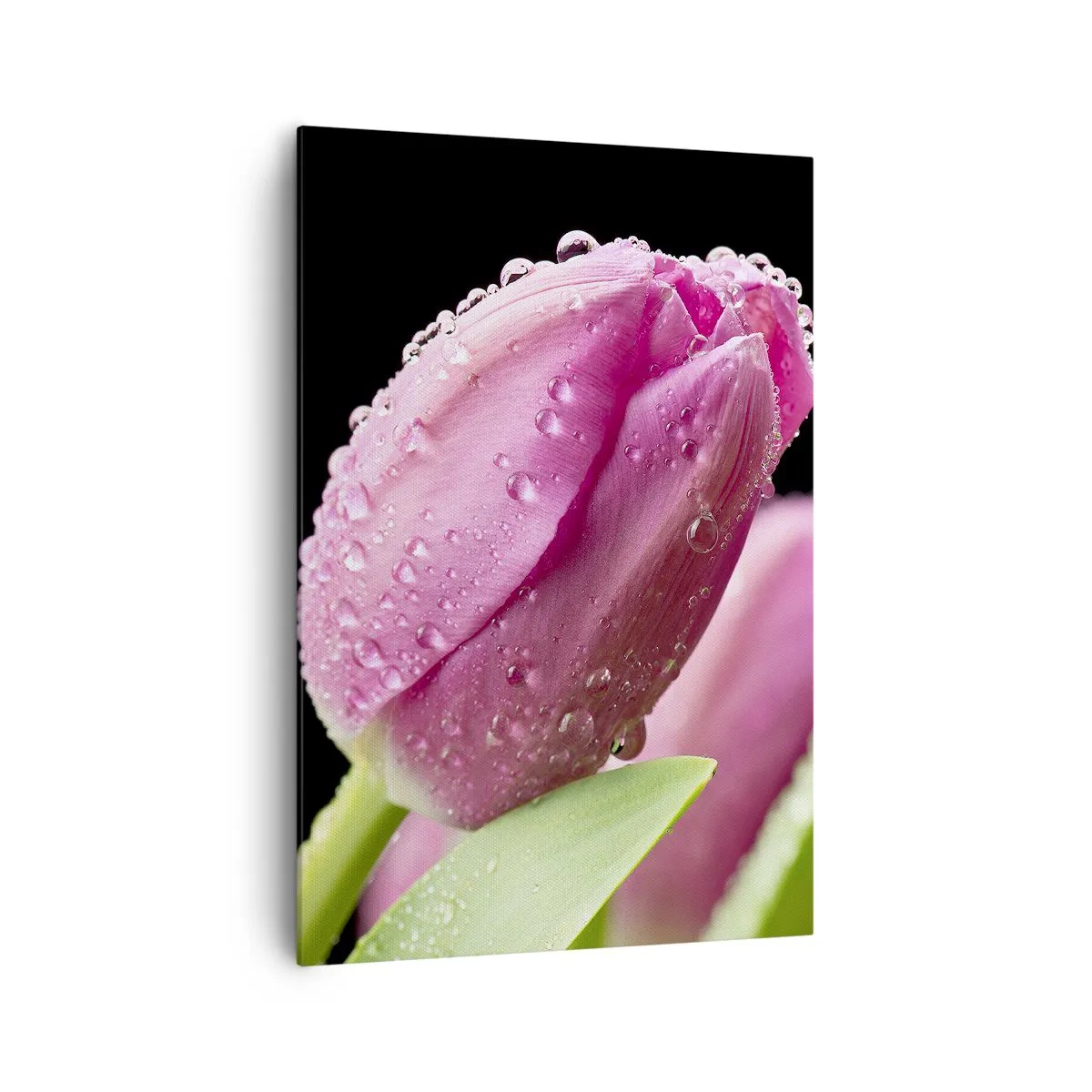 Obraz na plátne - Ľaliový sen v rose - 70x100 cm