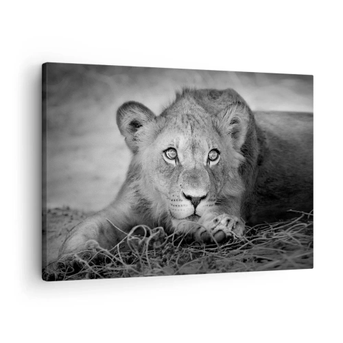 Obraz na plátne - Monochromatický portrét ležiaceho mladého leva - 70x50cm - Kráľovské šteňa - Moderná nástenná dekorácia do obývacej izby a spálne ARTTOR