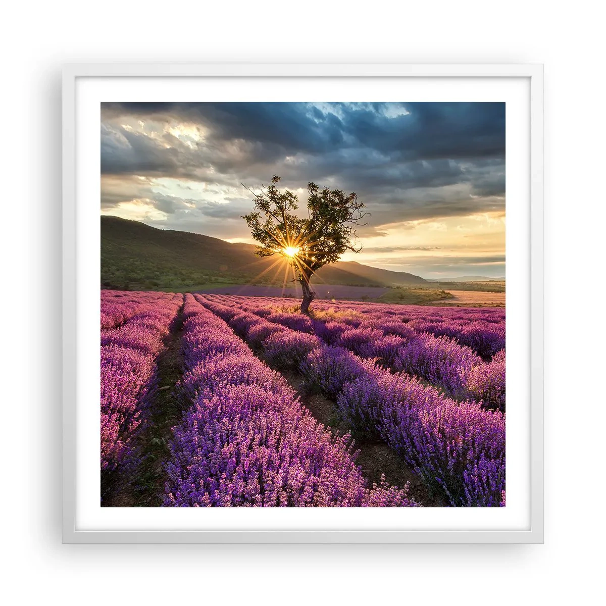 Plagát v bielom ráme - Aróma vo fialovej - 60x60 cm