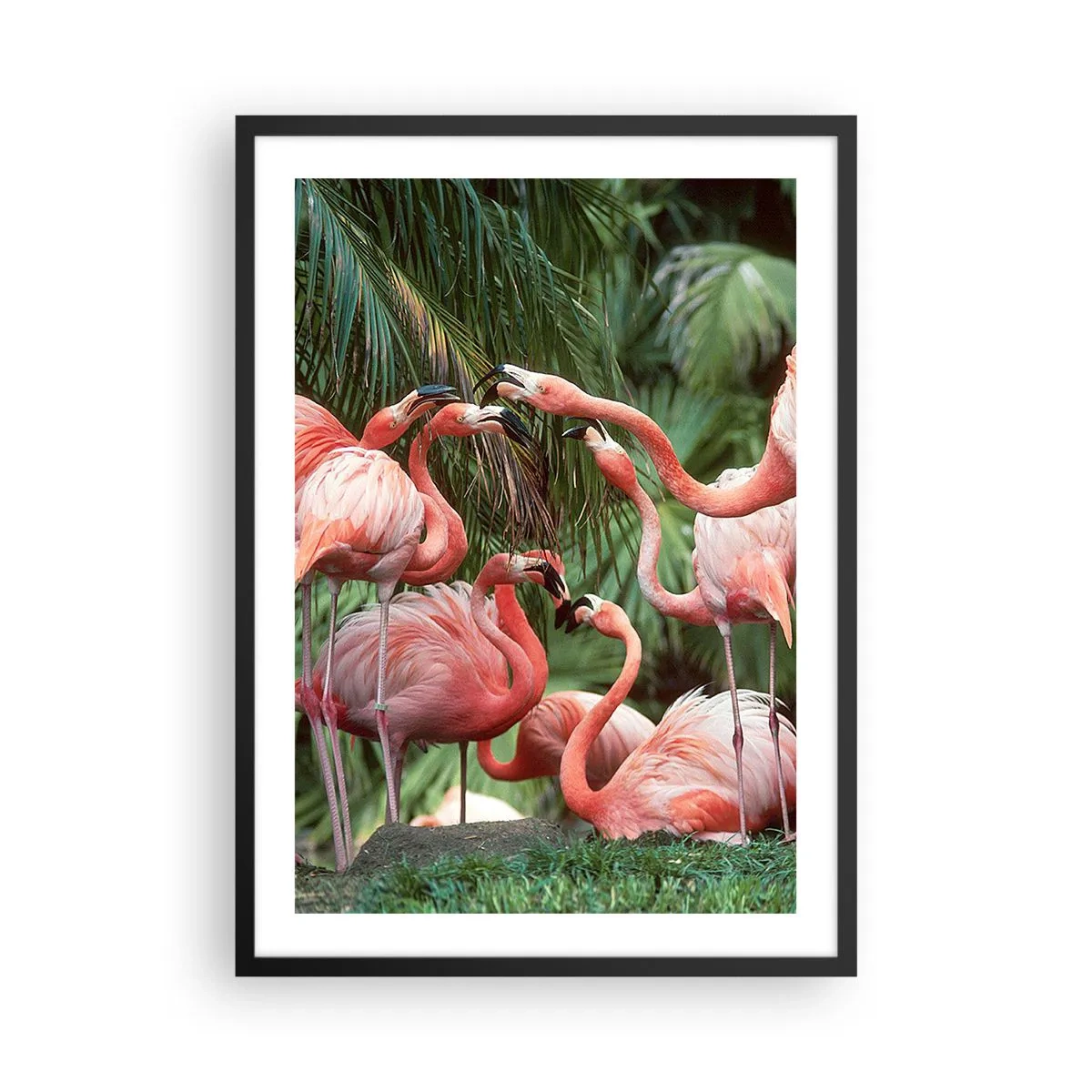 Plagát v čiernom ráme - Ružové plameniaky v exotickom prostredí paliem - 50x70cm - Popoludňajšie klebety - Moderná nástenná dekorácia do obývacej izby a spálne ARTTOR