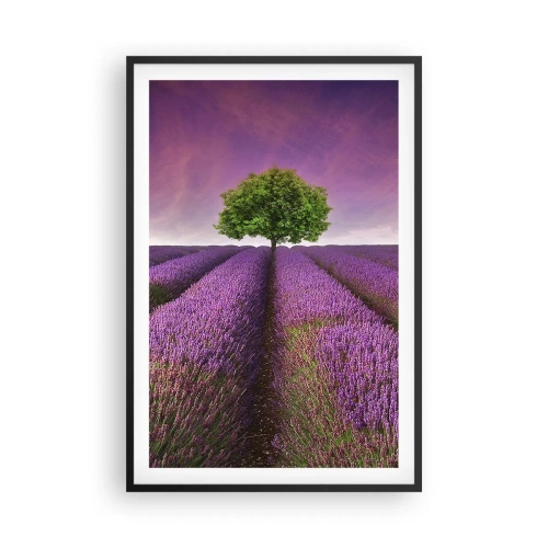 Plagát v čiernom ráme - Na levanduľových poliach - 61x91 cm