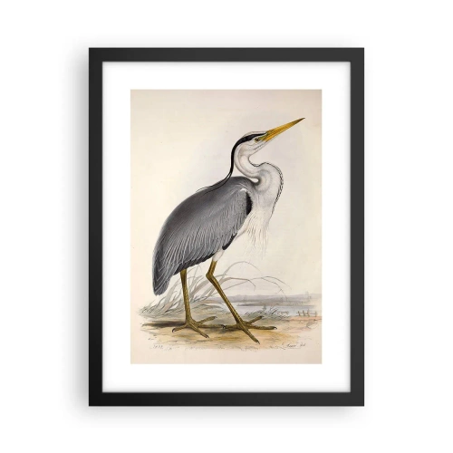 Plagát v čiernom ráme - Pôvab volavky - 30x40 cm