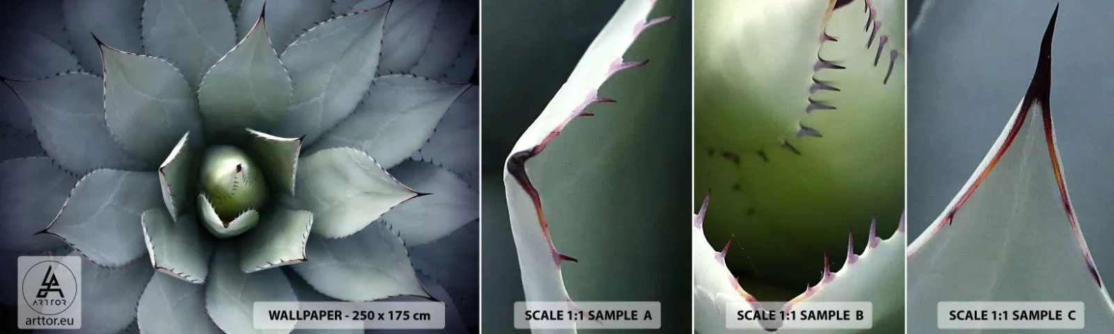 Vzorka samolepiacej fototapety Deluxe Sticker - Zvádza a varuje - Kvet agáve, Agáve, Exotika - 100x30 cm