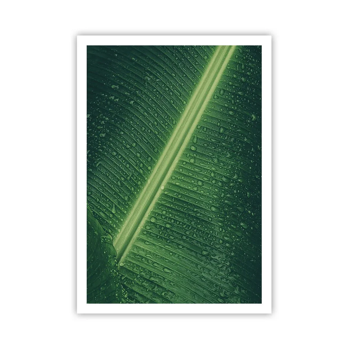 Plagát - Štruktúra zelenej - 70x100 cm