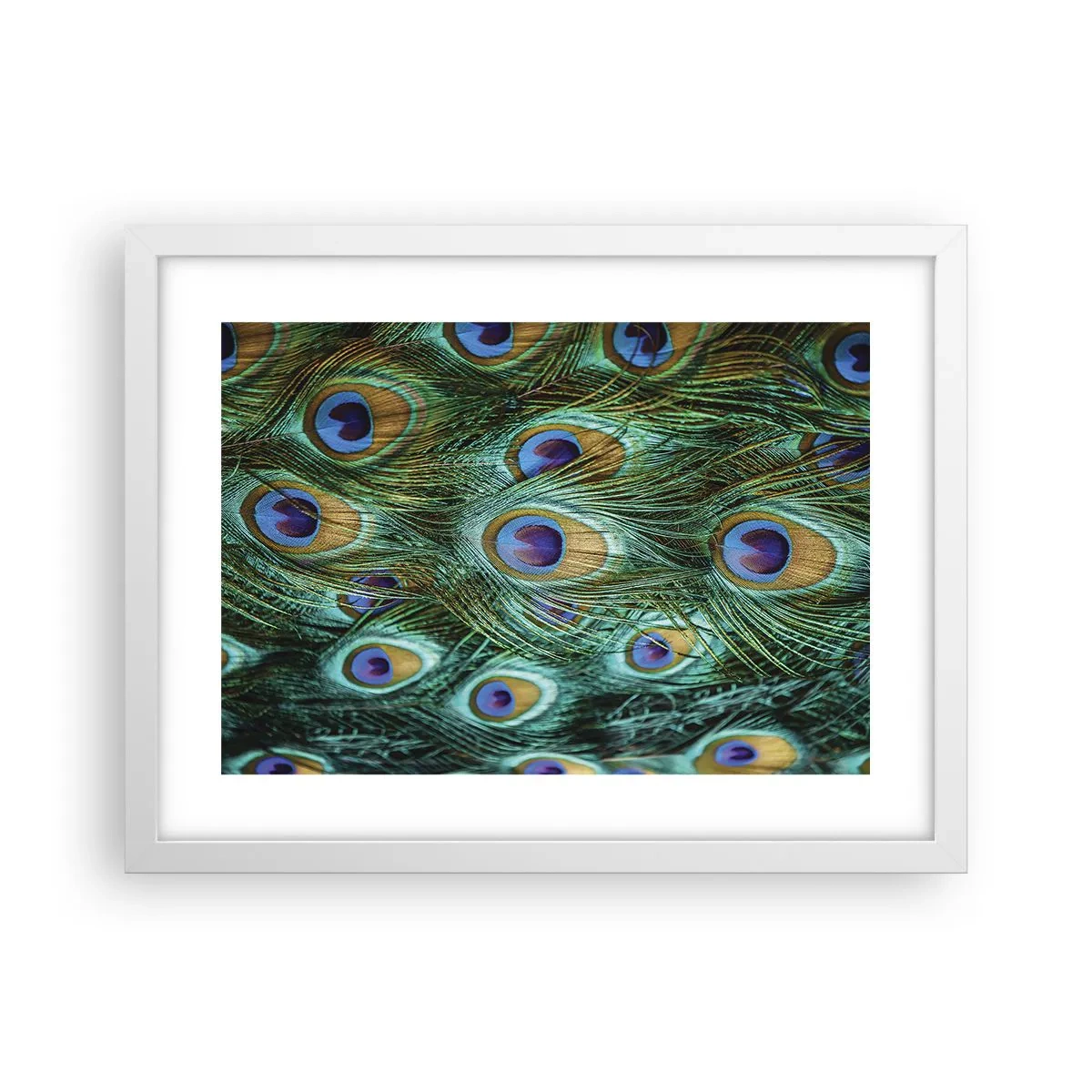 Plagát v bielom ráme - Páví pohľad - 40x30 cm