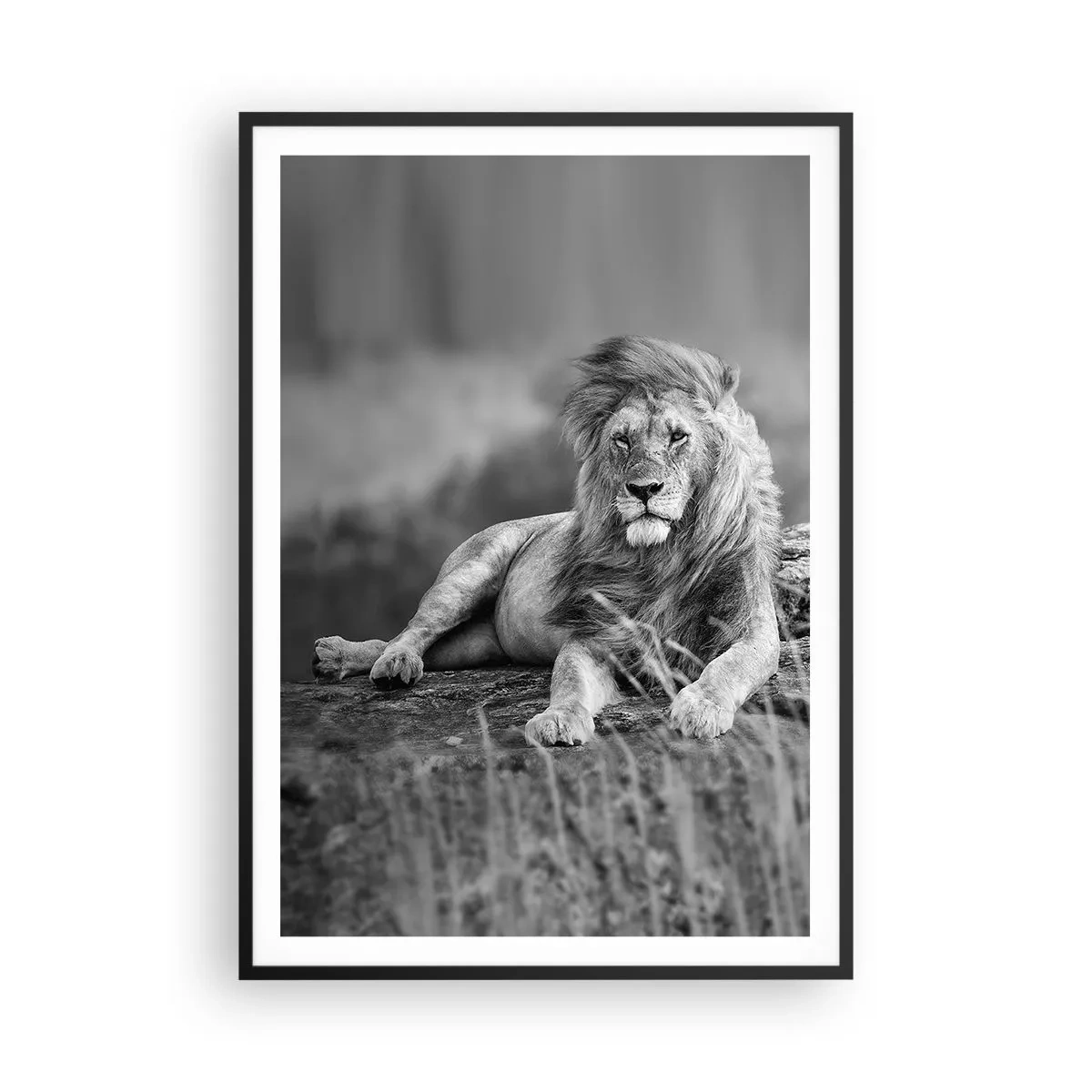 Plagát v čiernom ráme - Kráľovská siesta - 70x100 cm