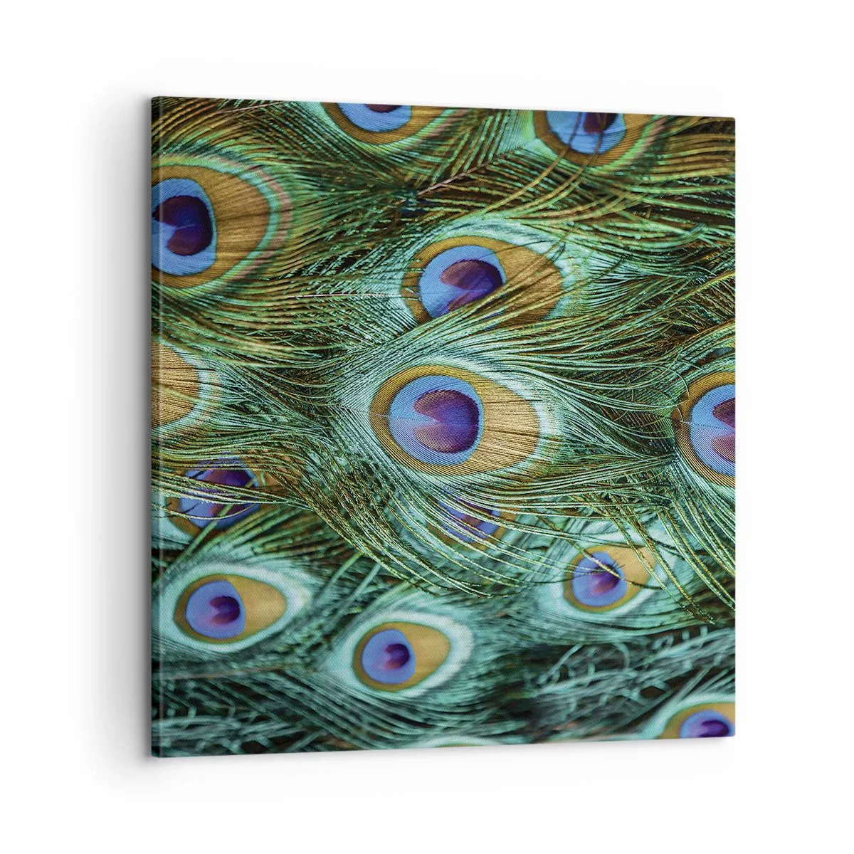 Obraz na plátne - Páví pohľad - 60x60 cm