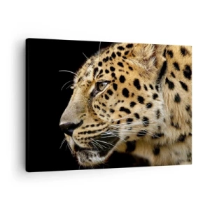 Obraz na plátne - Detailný záber na leopardju hlavu na čiernom pozadí - 70x50cm - Pokojný, sústredený, pripravený - Moderná nástenná dekorácia do obývacej izby a spálne ARTTOR