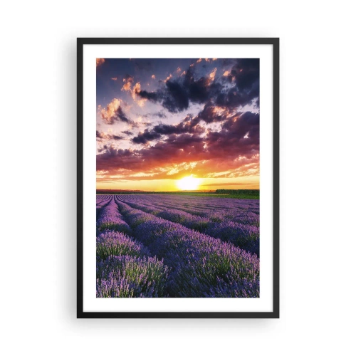 Plagát v čiernom ráme - Levanduľové pole pri západe slnka - 50x70cm - Levanduľový svet - Moderná nástenná dekorácia do obývacej izby a spálne ARTTOR